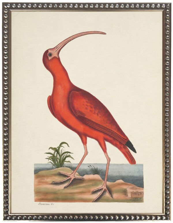 Vintage Waterbird Illustration Red